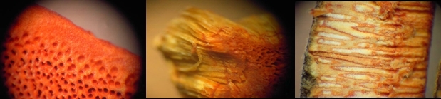 顯微鏡下的野生牛樟菇(牛樟芝)